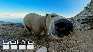 GoPro: Face-to-Face with a Polar Bear by GoPro 44,700 views 1 month ago 2 minutes, 33 seconds