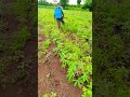 RYF Farming Cassavacultivation Agriculture RYF Farming Cassavacultivation Agriculture