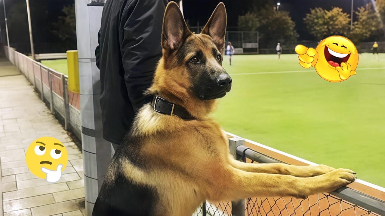 You Can’t Stop Laughing At These Dogs 🤣 FUNNIEST DOGS Video 2026 #59