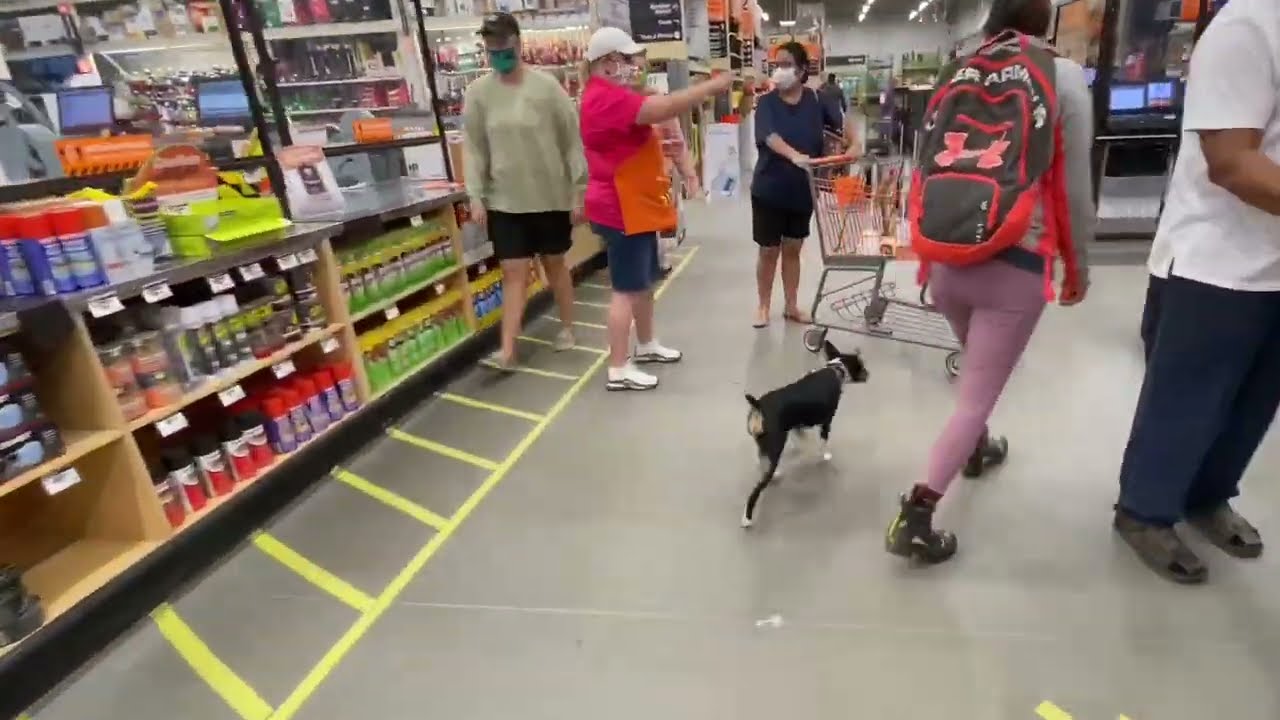 Sporkey | 6 Month Old Rat Terrier | Atlanta Dog Training | Obedience Trainer Atlanta