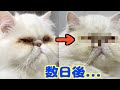 重度の涙やけ猫に効くエサに変えてから数日後...驚きの変化が！！