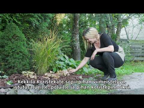 Video: Mikä on keskeytetty saniainen – keskeytettyjen saniaisten kasvattaminen puutarhassa