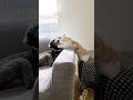 犬にちょっかい出した子猫が…