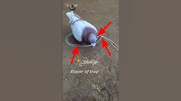 Pigeon trap   creative pigeon trap   bird trap #shortsfeed #shorts
