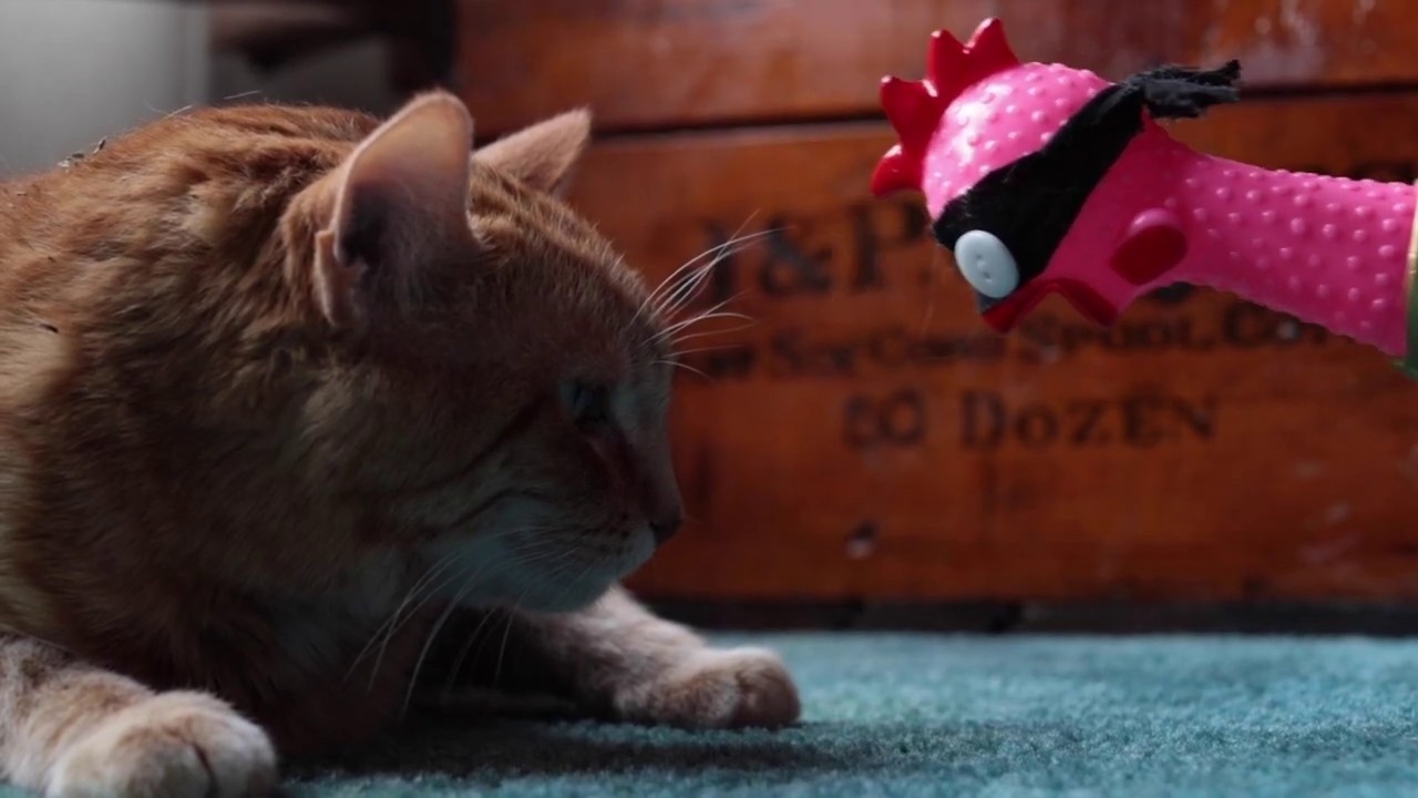 Chicken kitten attack 12345