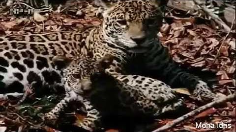 When Animals Attack | Tiger vs Giant Anaconda - Python vs Snake, Jaguar vs Anaconda HD