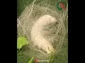 آموزش پرورش کرم ابریشم آموزش نوغانداری آموزش پرورش کرم ابریشم آموزش نوغانداری