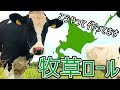 牧草ロールの作り方!北海道の酪農を支えるコントラクター事業に密着してきました。