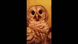 Barred Owl Defensive call during examination