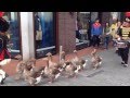 Marching geese (De Ganzenfanfare)