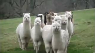 Прикольные Животные видео, Смешные животные, лучшие приколы, смешные забавные видео, веселые моменты Прикольные Животные видео, Смешные животные, лучшие приколы, смешные забавные видео, веселые моменты