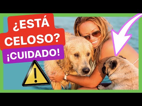 Video: Comer en exceso y la obesidad en perros