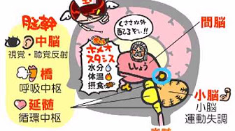 脳 解剖学 Best Playlist Youtube