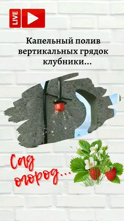 Капельный полив вертикальных грядок клубники своими руками.... - YouTube