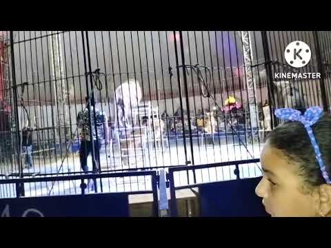 يلا نتفرج علي السيرك وكمان نشوف الأسد الشقي