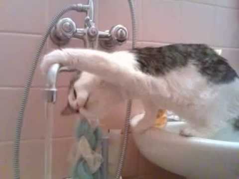 Ваша кошка пьёт воду из-под крана?