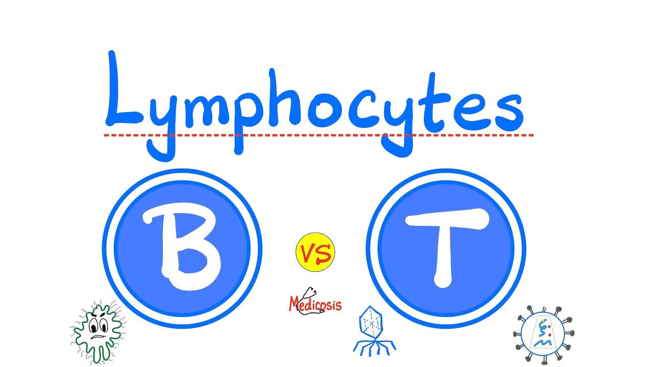 В-лимфоциты против Т-лимфоцитов — Гуморальный против клеточного иммунитета — Приобретенный (адапт...