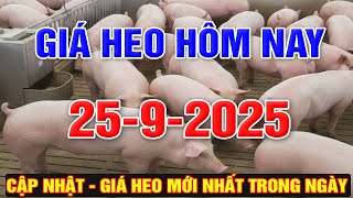 Pig Price Today September 25, 2025 | PIG PRICE IN 3 REGIONS