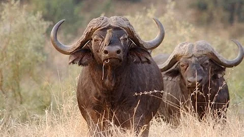 CAPE BUFFALO CHARGES HUNTER WHO BARELY GETS AWAY!!!