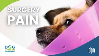 Is My Dog in Pain After Surgery? Yes … and You Can Help! | Tasha McNerney