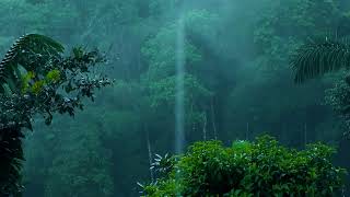 Don't worry about insomnia, the white noise sound of forest rain will help you sleep instantly