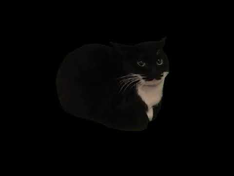 Черный кот крутится мем
