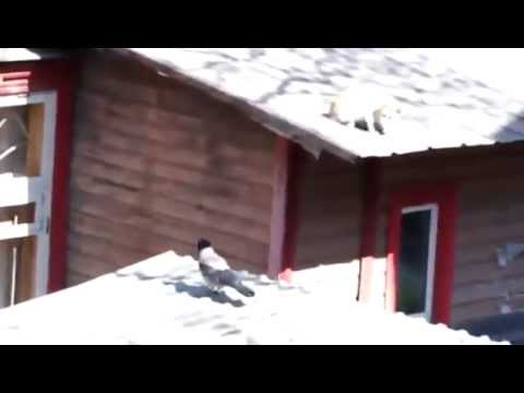 Badass crow makes cats fight