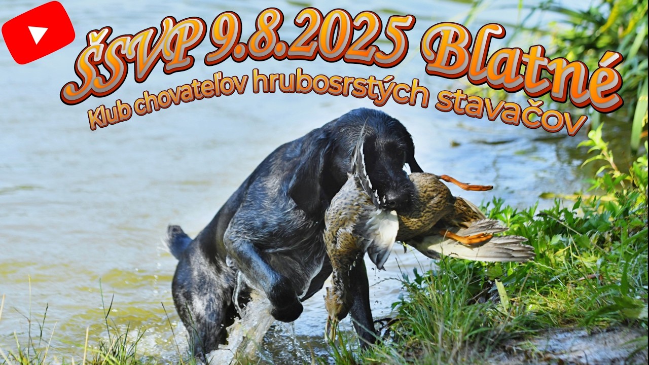 Špeciálne skúšky z vodnej práce - 9.8.2025 Blatné - Klub chovateľov hrubosrtých stavačov