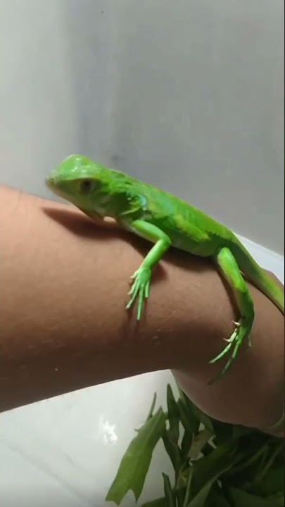 GREEN IGUANA COLUMBIA LUCU‼️ 🦎 #shorts #tiktok #meme #viral #animals