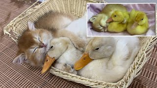 What a surprise!The duckling thinks the kitten is a mother duck!It's warm to sleep tight.Cute animal by 土豆の日記Cat's diary 50,027 views 3 weeks ago 3 minutes, 40 seconds