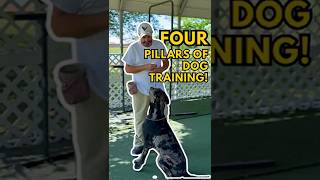 4 Pillars of Dog Training: Why "Sit" Isn't the Best Place to Start!