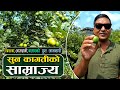 बाह्रै महिना आम्दानी हुने  सुन कागती खेती | Lemon Farming in Nepal || Sun Kagati Kheti || Wave Nepal