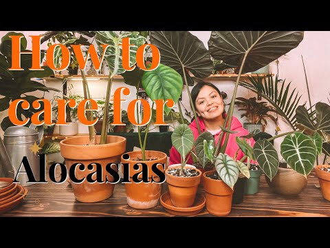 Alocasia Care Guide: Watering, Lighting, Humidity, Pests