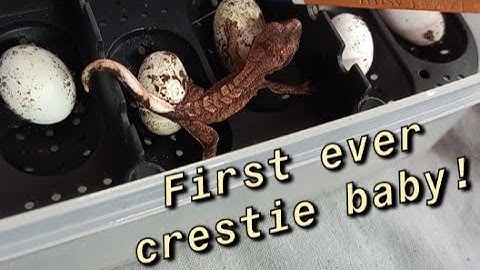 How To Set Up A Crested Gecko Hatchling Tub