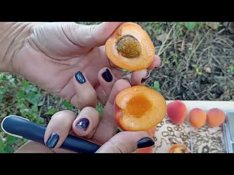 04.09.2022г. Абрикос Фарели
