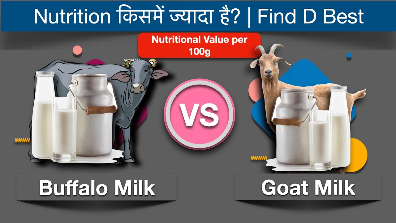 Buffalo Milk Vs Goat Milk Find The Best l भैंस का दूध या फिर बकरी का