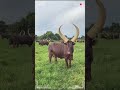 ANKOLE WATUSI CATTLE Biggest Bulls And Cow Cows Bulls Ankole