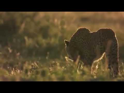 панда обои. панда е исполнитель. от гепарда песня. панда е фото. сладости гепард.