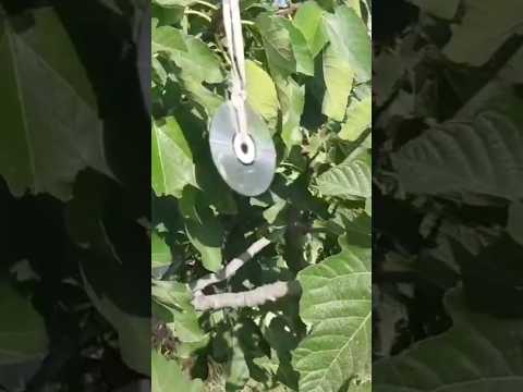Best Way To Keep Birds Away From Fruit Trees