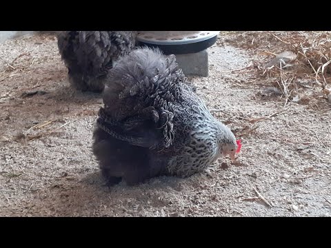 Video: Bir çek hesabı örneği. Cari hesapta kaç hane var, kod çözme