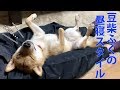豆柴ふくの昼寝スタイル!- Shiba inu sleeping style #51