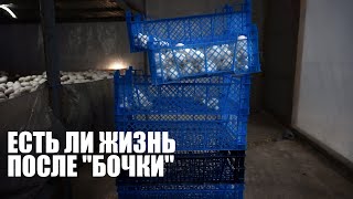 САМОДЕЛЬНАЯ ПОКРОВКА, результат | Новая загрузка компоста | Выращивание шампиньонов