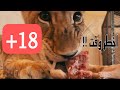 الاسود خطرة وقت الاكل !!! جربت بنفسي !...شوفوا ايش صار💔💔 18+