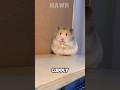 What Happens If You Put A Male And Female Hamster Together Hamster Animalfacts What Happens If You Put A Male And Female Hamster Together Hamster Animalfacts