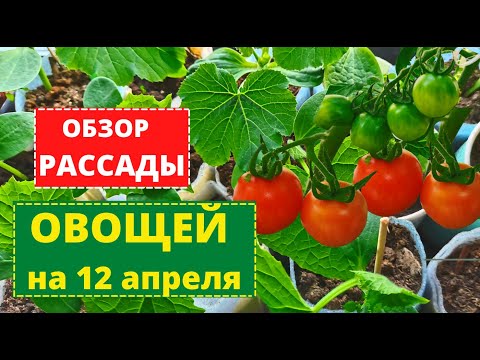 РАССАДА ОВОЩЕЙ крепкая