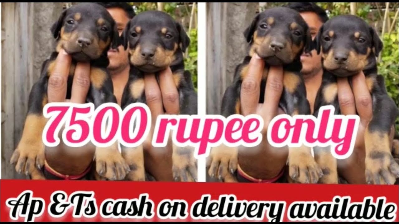 Doberman puppies for sale8008759369Hyderabaddog market in Hyderabad YouTube