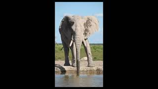 ? Because Our Last Botswana Adventure Was So Incredible... We're Going Back in 2026! ?