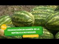 Producción de Sandía en la República de Panamá- TvAgro por Juan Gonzalo Angel Restrepo