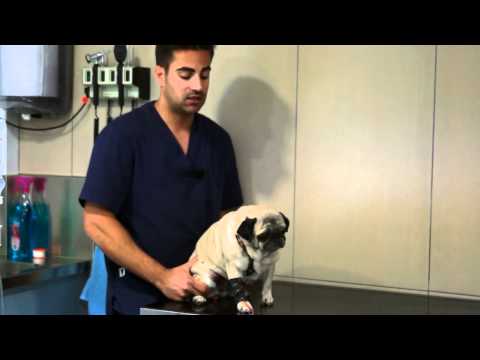 Vídeo: Medicina Per A Hemorràgies. Part 2: Arreglar Gossos Petits Amb Massa Cor