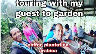 FREE‼️touring coffee plantation arabica bali